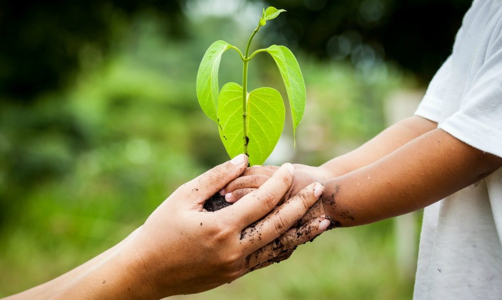 adult and child hands holding plant small 263900 edited